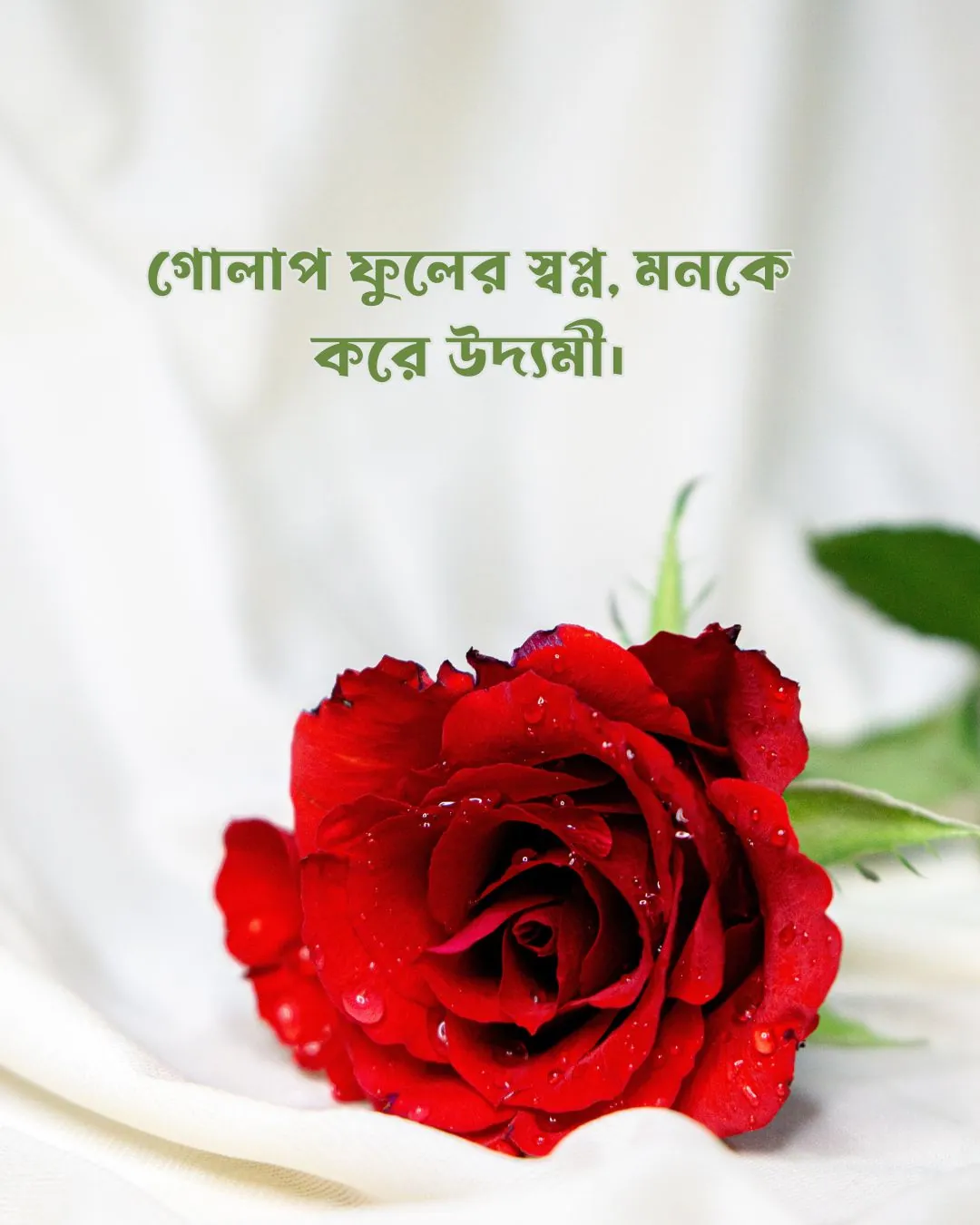 200+ সুন্দর ফুল নিয়ে ক্যাপশন Flower Caption Bangla- 2024 56 গোলাপ-ফুল-নিয়ে-ক্যাপশন-ও-ছবি -গোলাপ ফুলের স্বপ্ন, মনকে করে উদ্যমী।