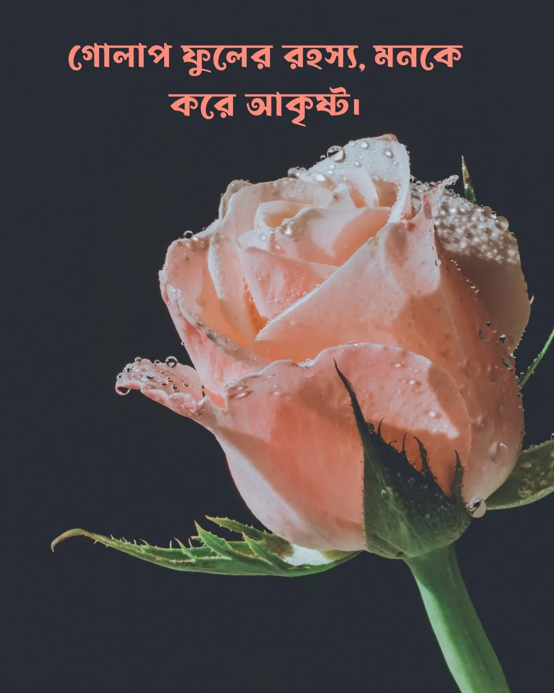 200+ সুন্দর ফুল নিয়ে ক্যাপশন Flower Caption Bangla- 2024 57 গোলাপ ফুল নিয়ে ক্যাপশন ও ছবি 4
