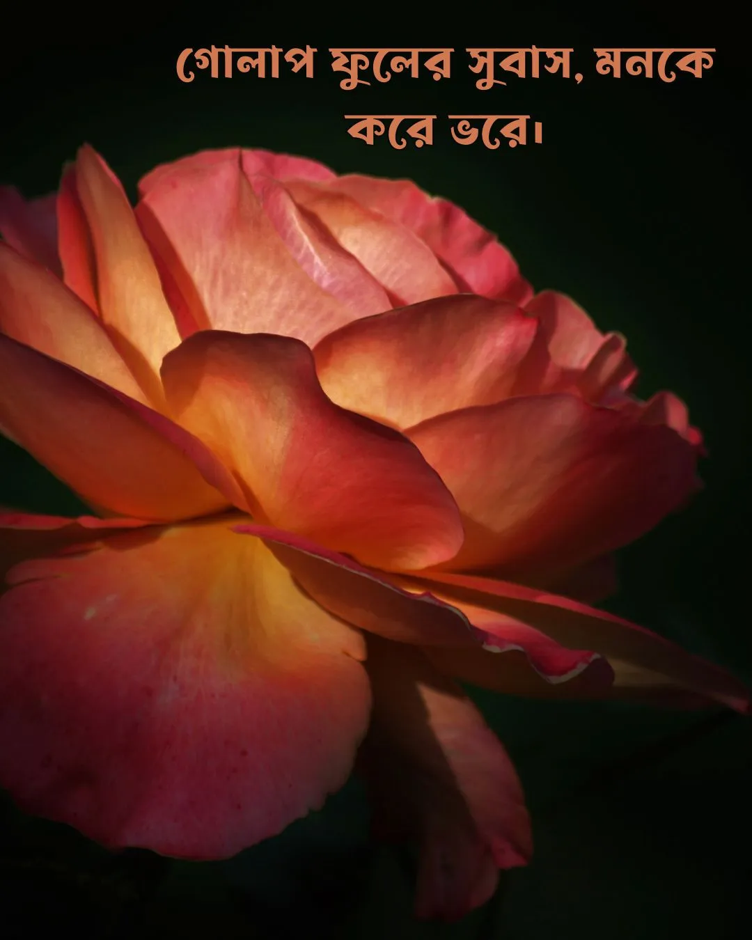 200+ সুন্দর ফুল নিয়ে ক্যাপশন Flower Caption Bangla- 2024 55 গোলাপ ফুল নিয়ে ক্যাপশন ও ছবি 2