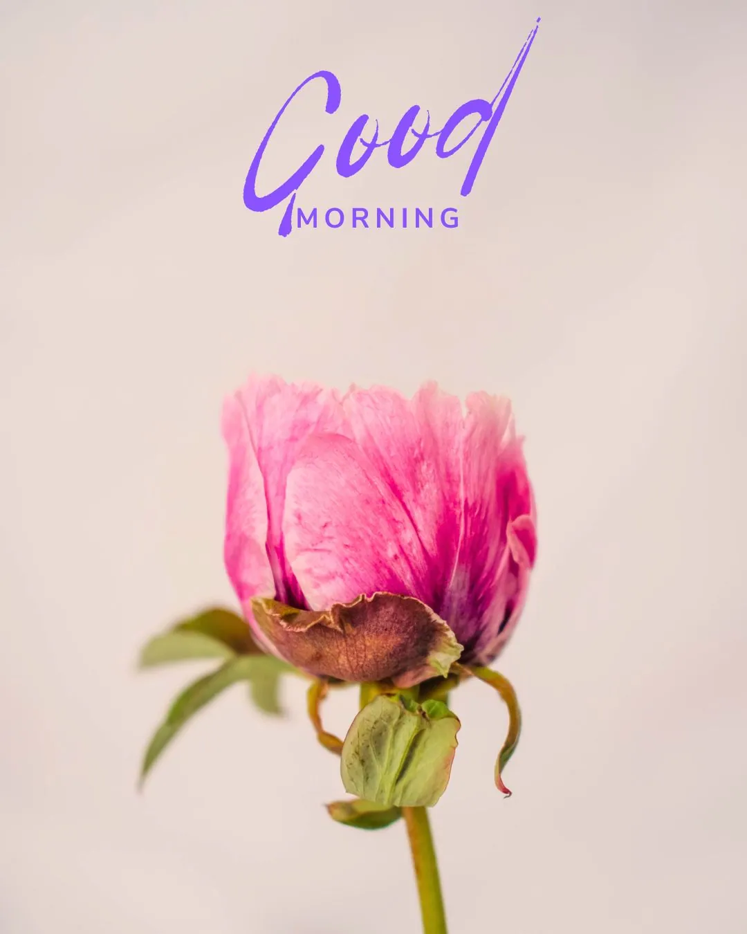 শুভ সকাল ইংরেজিতে পিকসহ