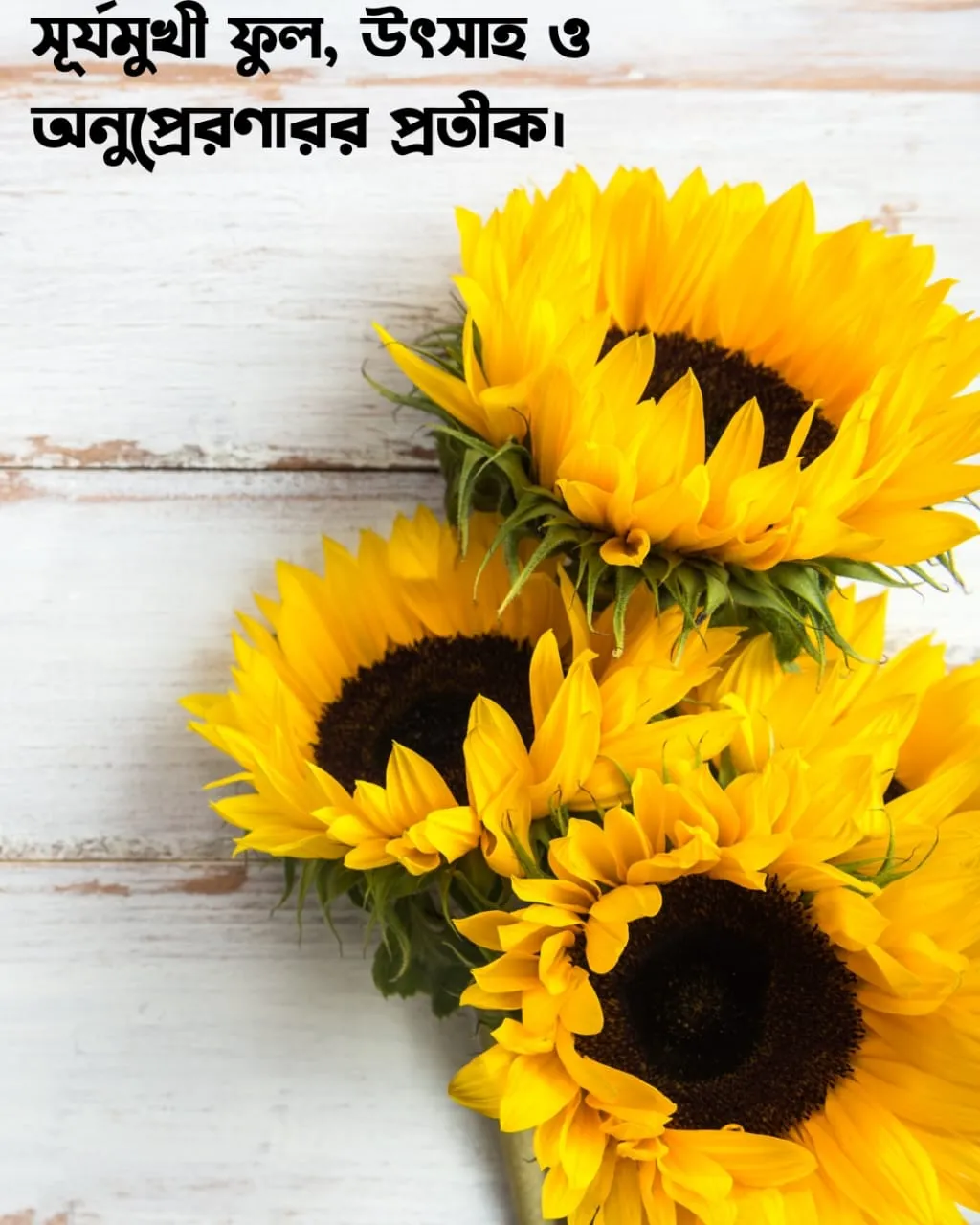 200+ সুন্দর ফুল নিয়ে ক্যাপশন Flower Caption Bangla- 2024 66 সূর্যমুখী ফুল নিয়ে ক্যাপশন এবং ছবি