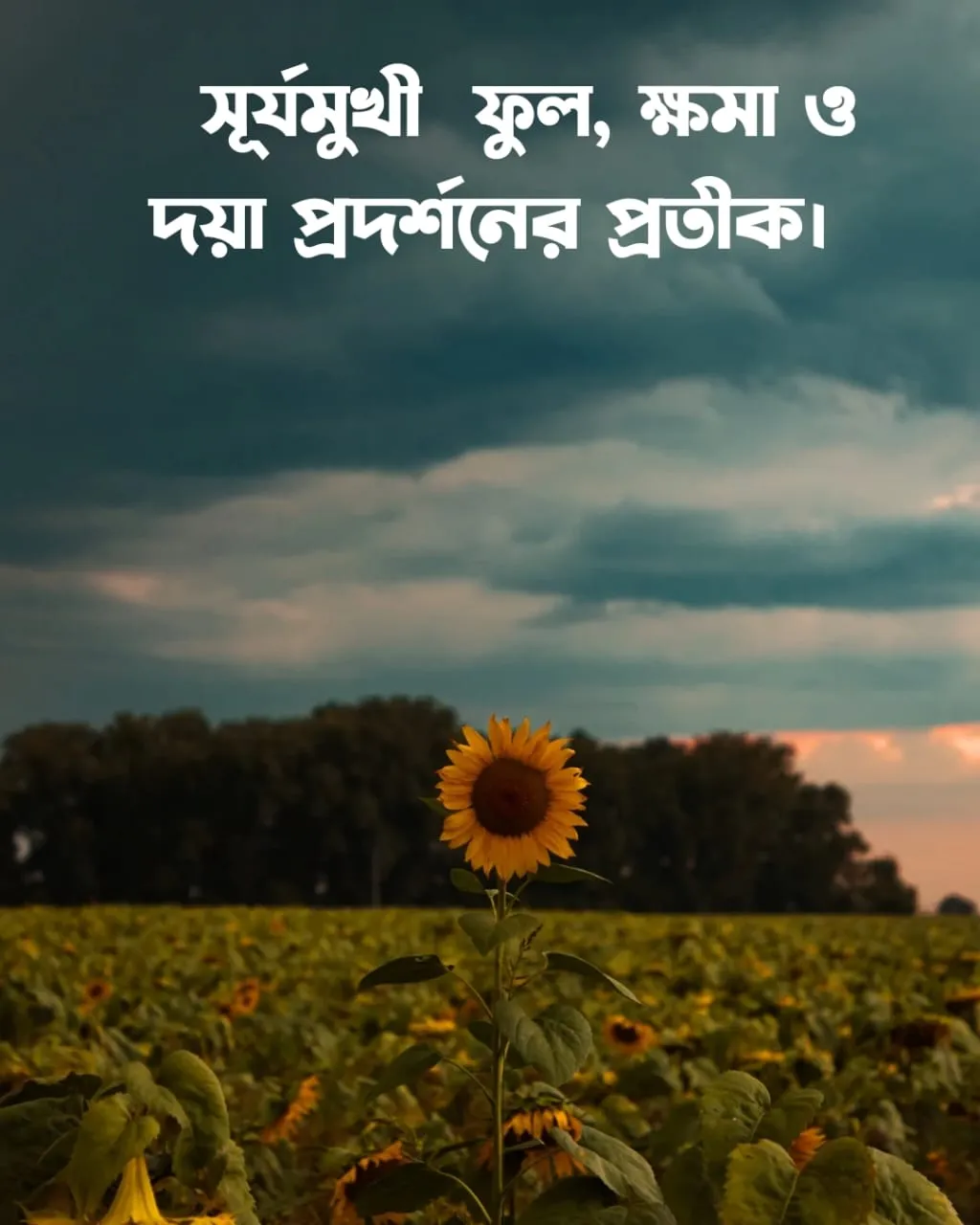 সূর্যমুখী ফুল নিয়ে ক্যাপশন এবং ছবি ৭