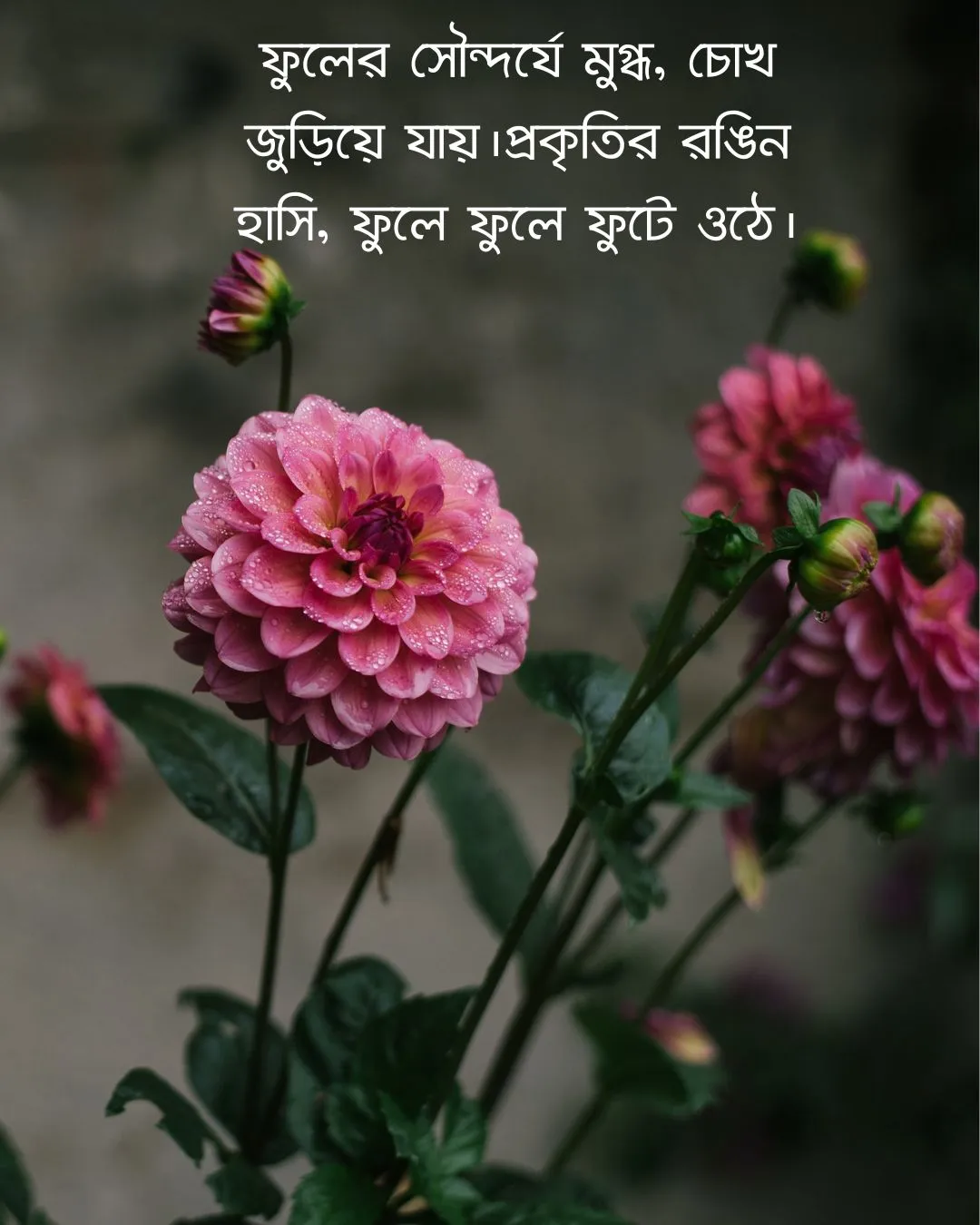 200+ সুন্দর ফুল নিয়ে ক্যাপশন Flower Caption Bangla- 2024 2 ফুল নিয়ে ক্যাপশন ও ছবি ১