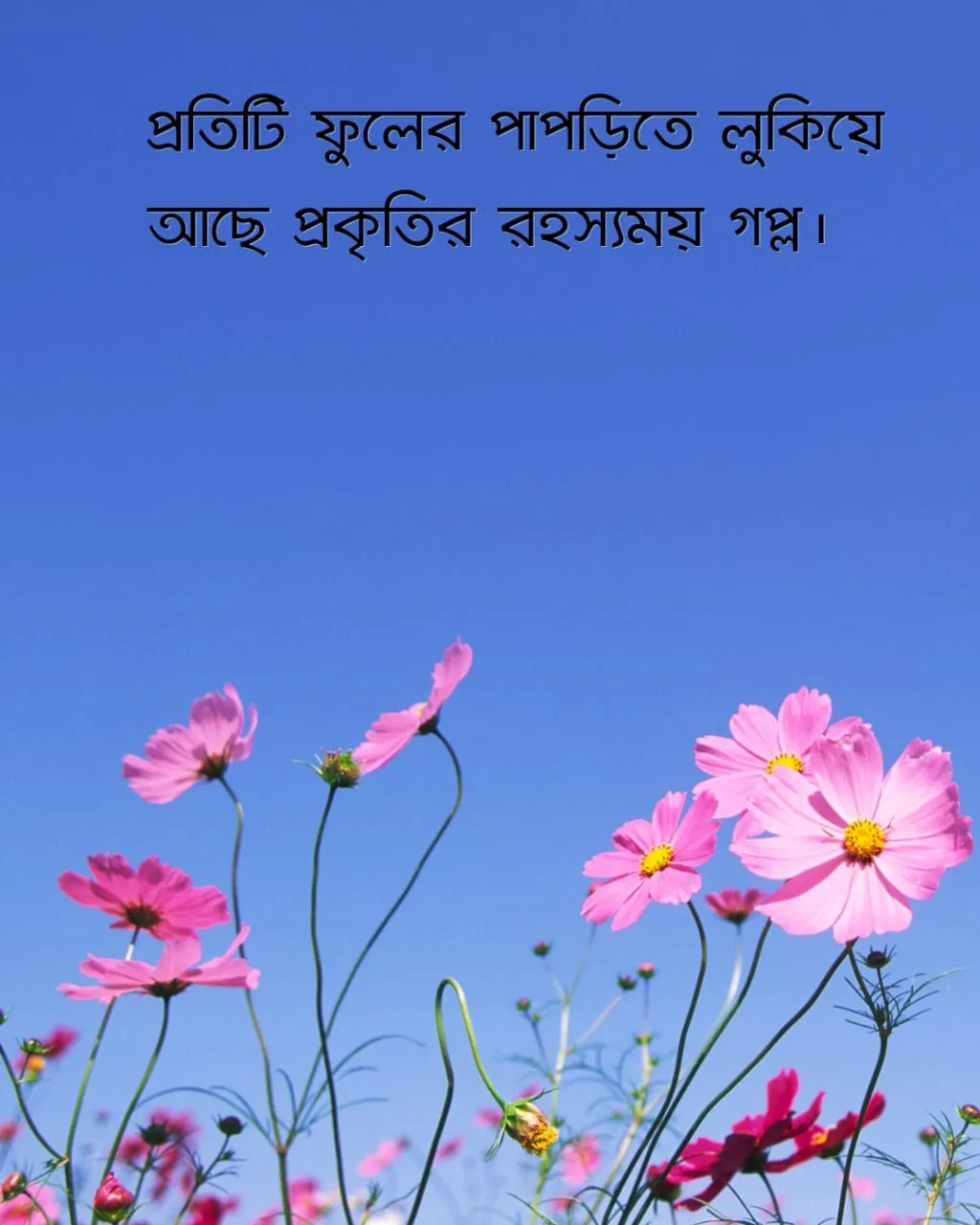 ফুল নিয়ে ক্যাপশন ও ছবি ৩