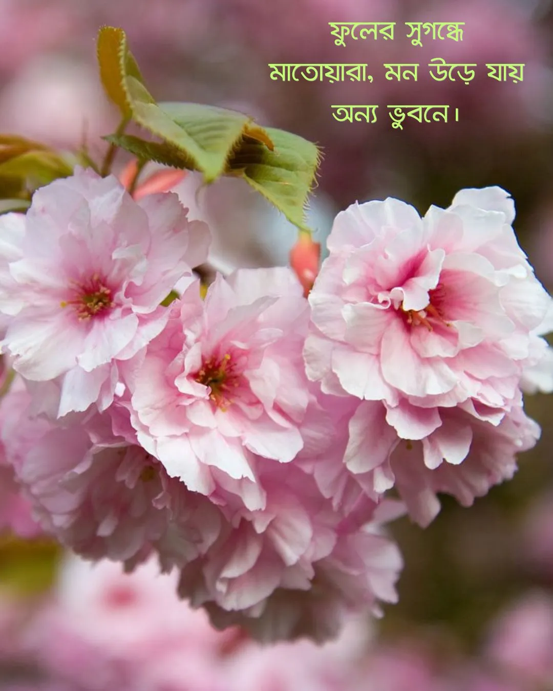 200+ সুন্দর ফুল নিয়ে ক্যাপশন Flower Caption Bangla- 2024 6 ফুল নিয়ে ক্যাপশন ও ছবি ৪