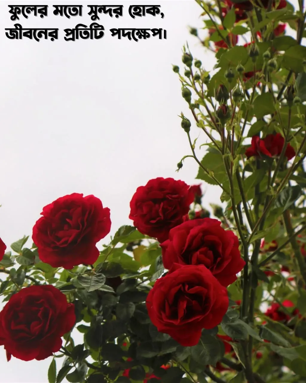 200+ সুন্দর ফুল নিয়ে ক্যাপশন Flower Caption Bangla- 2024 5 ফুল নিয়ে ক্যাপশন ও ছবি ৭