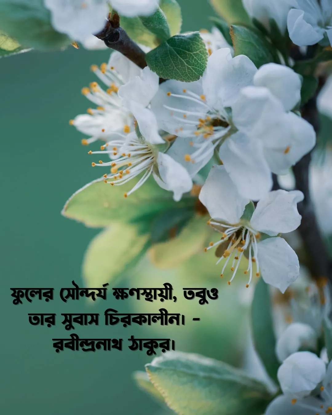 200+ সুন্দর ফুল নিয়ে ক্যাপশন Flower Caption Bangla- 2024 28 IMG 20240206 WA0003