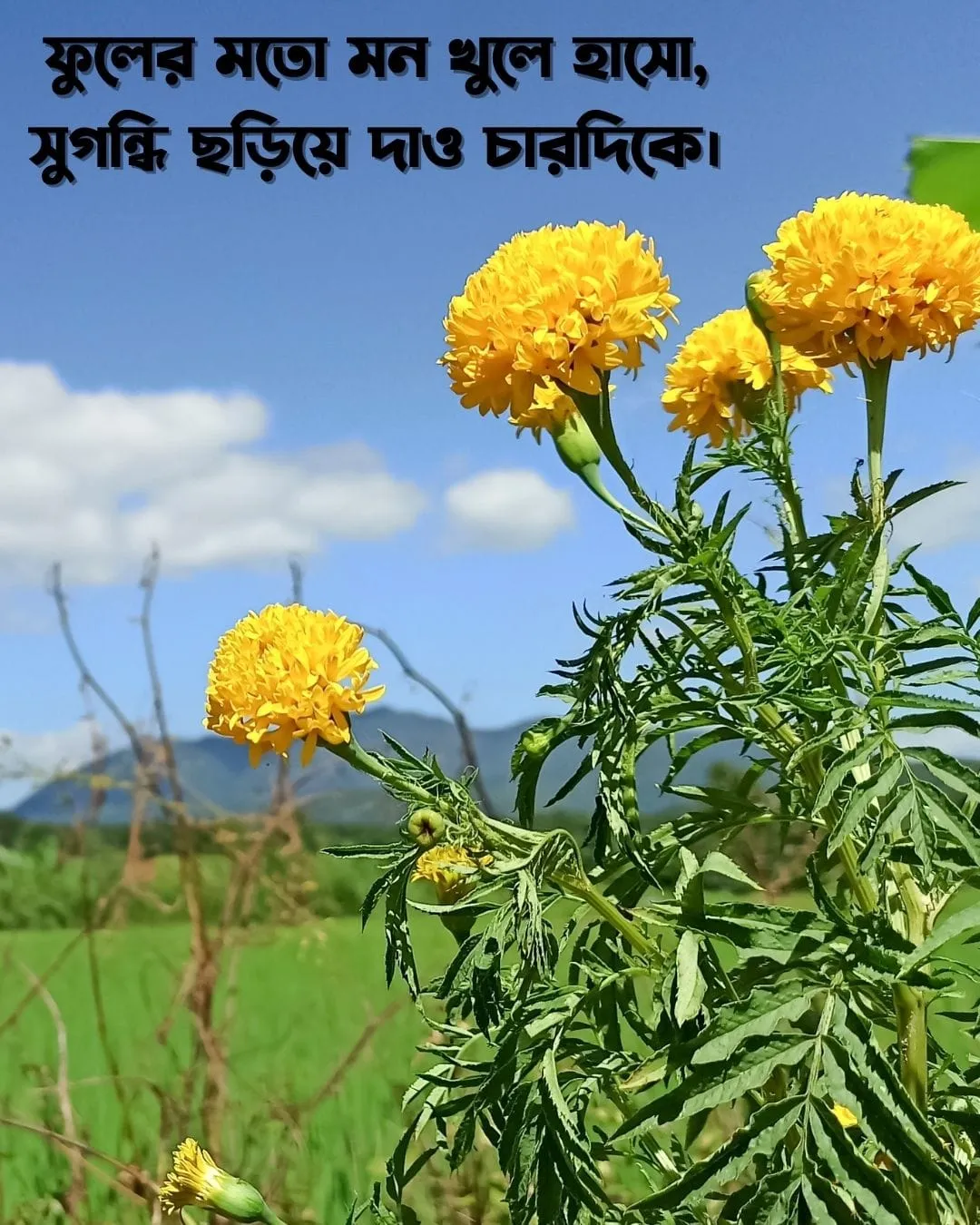 200+ সুন্দর ফুল নিয়ে ক্যাপশন Flower Caption Bangla- 2024 27 IMG 20240206 WA0004