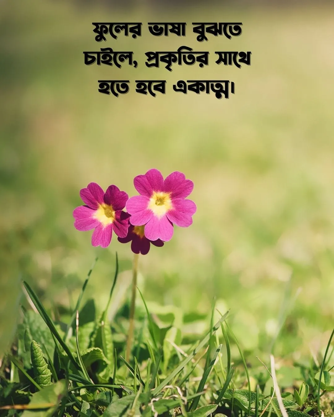 200+ সুন্দর ফুল নিয়ে ক্যাপশন Flower Caption Bangla- 2024 14 কিছু রঙ্গিন ফুলের ক্যাপশন, স্ট্যাটাস ও ছবি