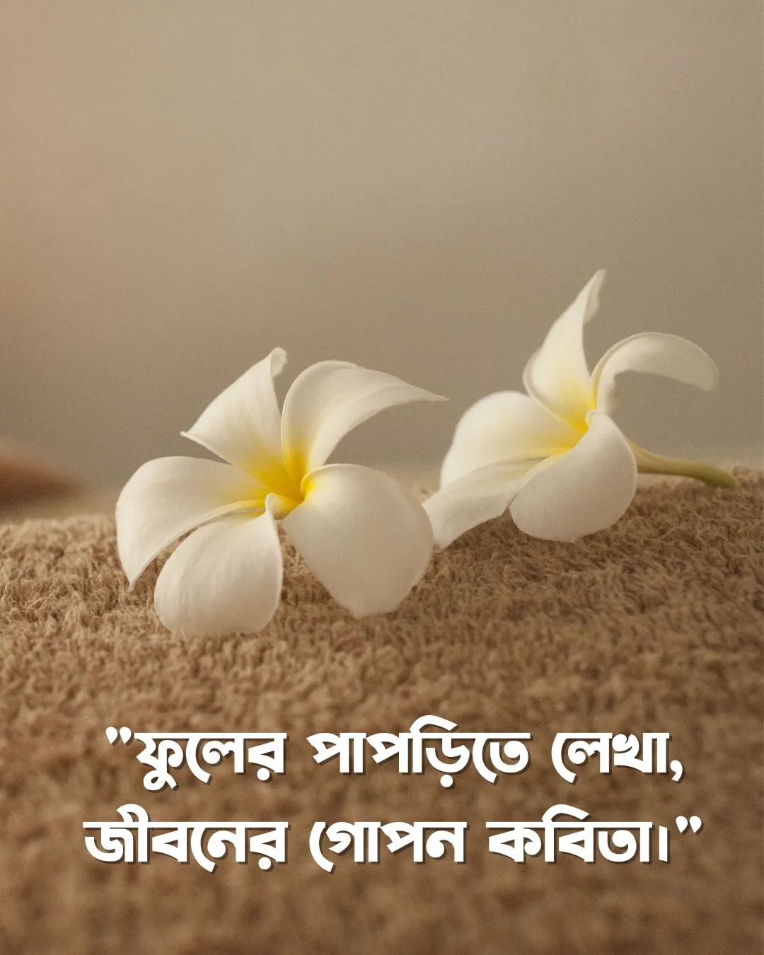 200+ সুন্দর ফুল নিয়ে ক্যাপশন Flower Caption Bangla- 2024 17 দুটি সাদা ফুলের স্ট্যাটাস