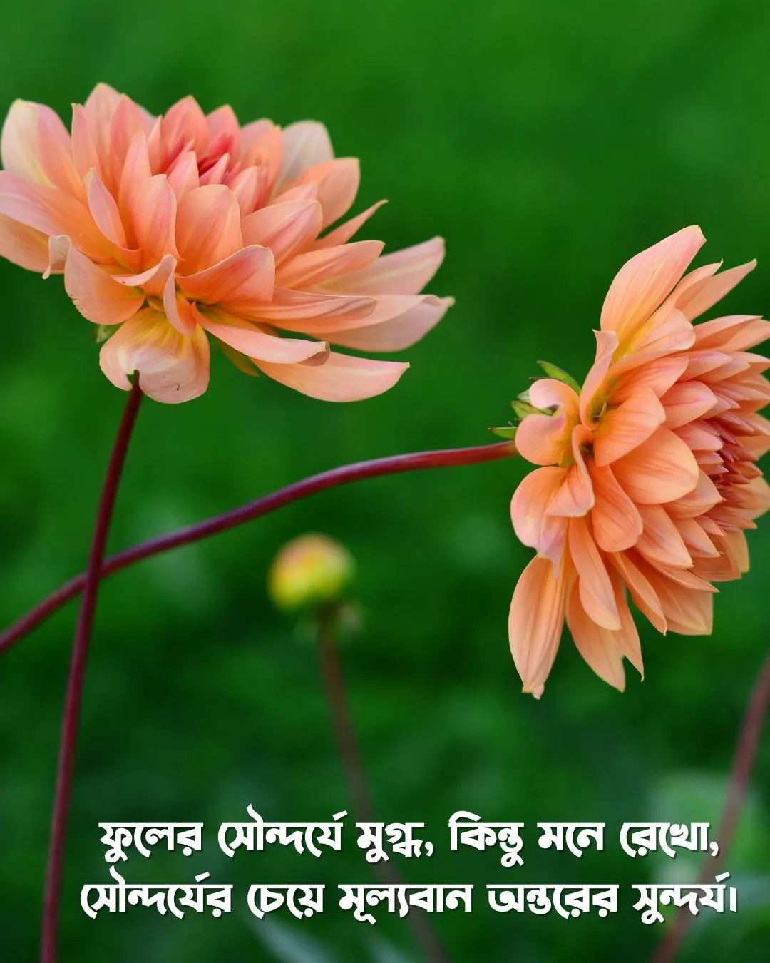 200+ সুন্দর ফুল নিয়ে ক্যাপশন Flower Caption Bangla- 2024 19 সুন্দর দুটি ফুলের স্ট্যাটাস এবং ছবি