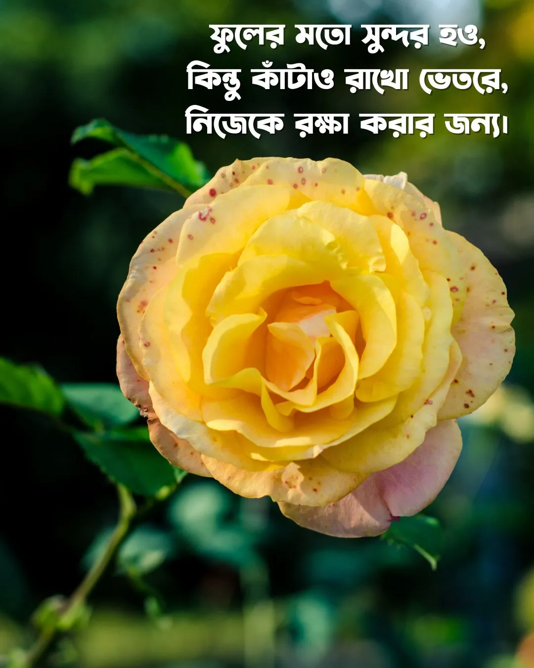 200+ সুন্দর ফুল নিয়ে ক্যাপশন Flower Caption Bangla- 2024 18 একটি বড় হলুদ ফুলের স্ট্যাটাস এবং ছবি
