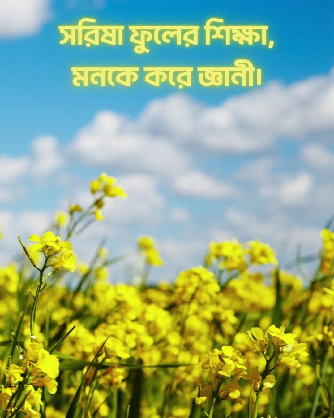 200+ সুন্দর ফুল নিয়ে ক্যাপশন Flower Caption Bangla- 2024 50 সরিষা ফুল নিয়ে ক্যাপশন ও ছবি