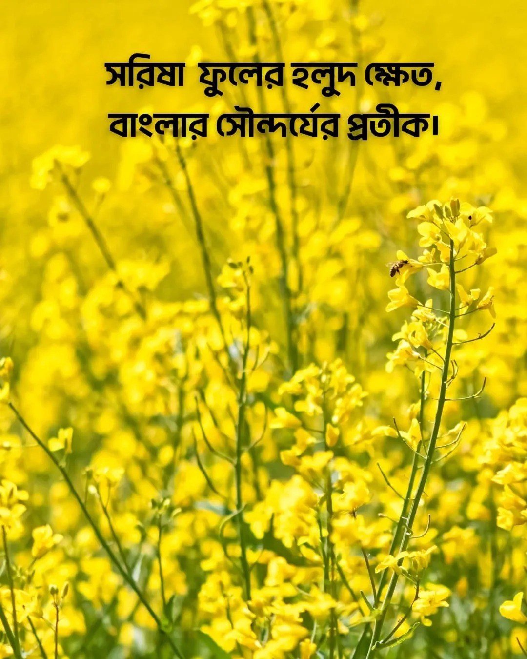 200+ সুন্দর ফুল নিয়ে ক্যাপশন Flower Caption Bangla- 2024 52 সরিষা ফুল নিয়ে ক্যাপশন ও ছবি ২