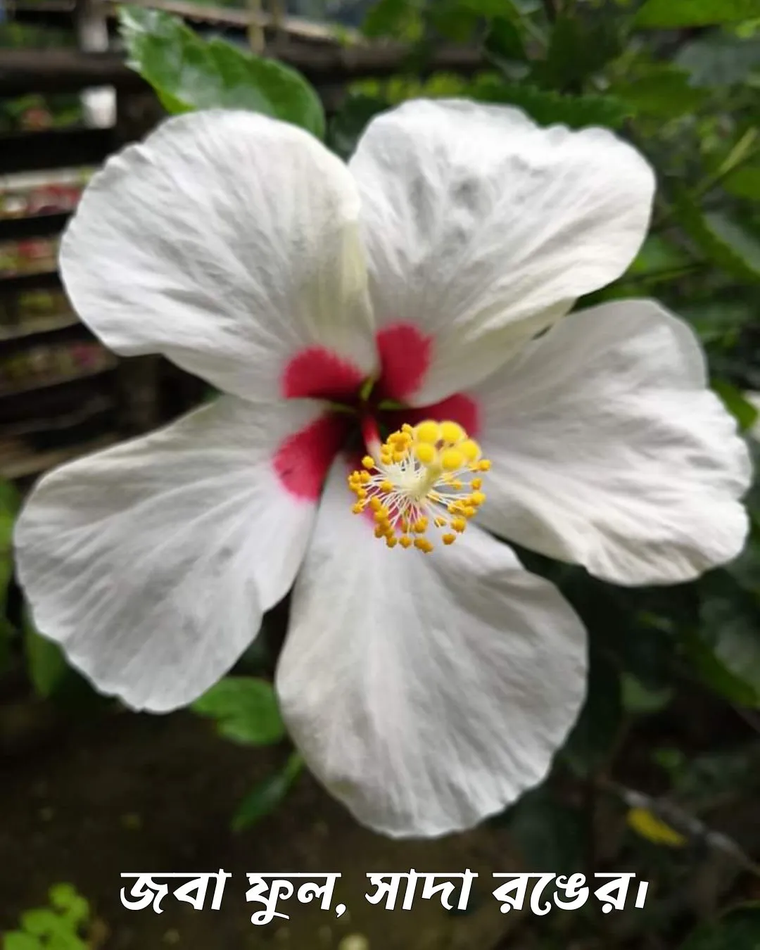 200+ সুন্দর ফুল নিয়ে ক্যাপশন Flower Caption Bangla- 2024 65 জবা ফুল, সাদা রঙের ২