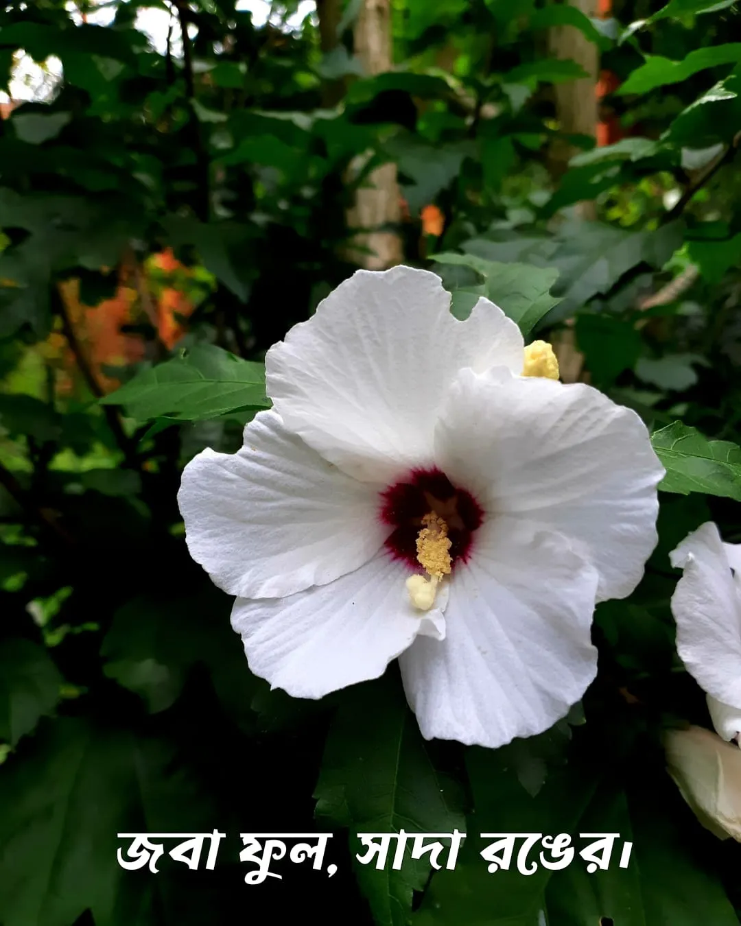 200+ সুন্দর ফুল নিয়ে ক্যাপশন Flower Caption Bangla- 2024 61 জবা ফুল, সাদা রঙের ১