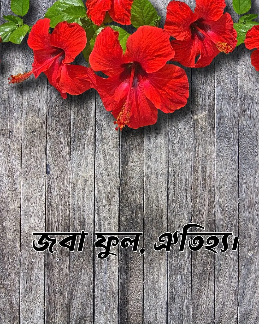 200+ সুন্দর ফুল নিয়ে ক্যাপশন Flower Caption Bangla- 2024 63 জবা ফুল নিয়ে ক্যাপশন