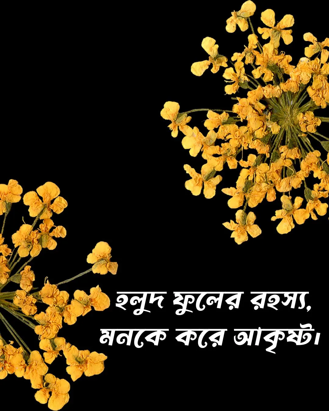 200+ সুন্দর ফুল নিয়ে ক্যাপশন Flower Caption Bangla- 2024 48 হলুদ ফুল নিয়ে ক্যাপশন ও ছবি ৪