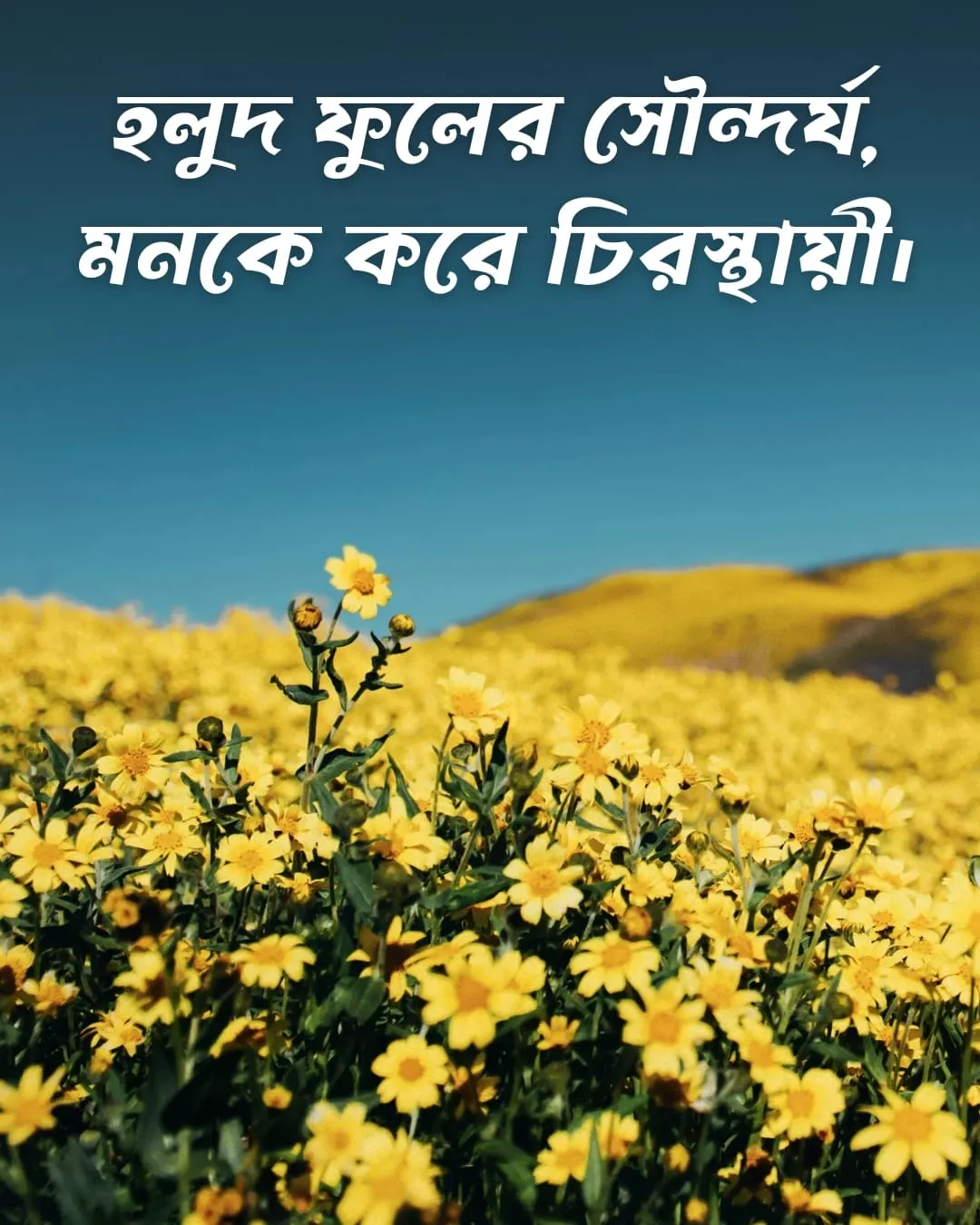 200+ সুন্দর ফুল নিয়ে ক্যাপশন Flower Caption Bangla- 2024 46 হলুদ ফুল নিয়ে ক্যাপশন ও ছবি ২