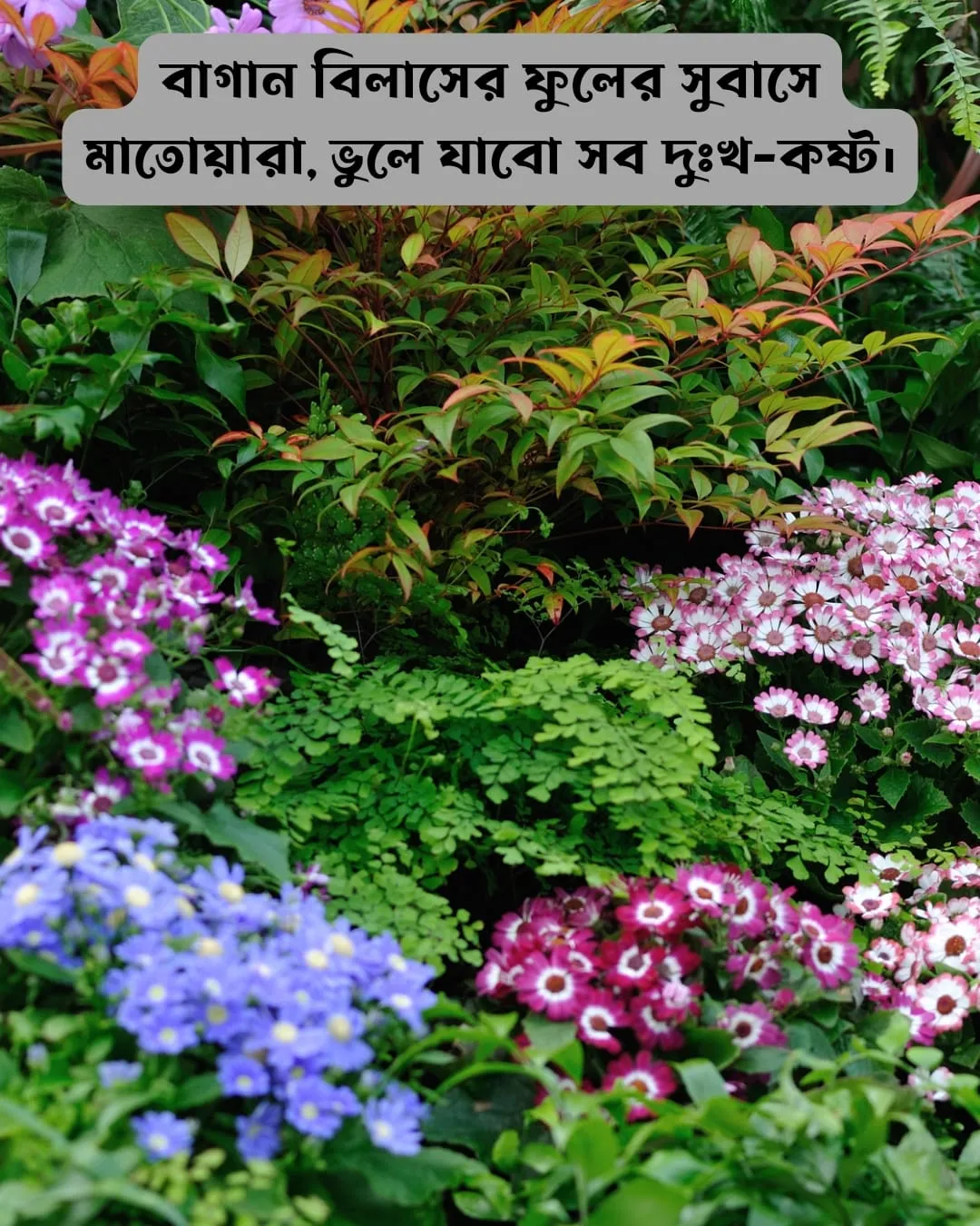 200+ সুন্দর ফুল নিয়ে ক্যাপশন Flower Caption Bangla- 2024 38 বাগান বিলাস ফুল নিয়ে ক্যাপশন ও ছবি ৩