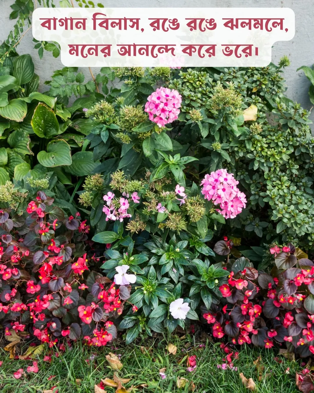 বাগান বিলাস ফুল নিয়ে ক্যাপশন ও ছবি ১