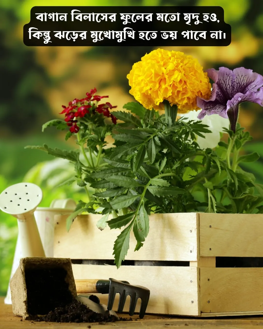 200+ সুন্দর ফুল নিয়ে ক্যাপশন Flower Caption Bangla- 2024 37 বাগান বিলাস ফুল নিয়ে ক্যাপশন ও ছবি ১