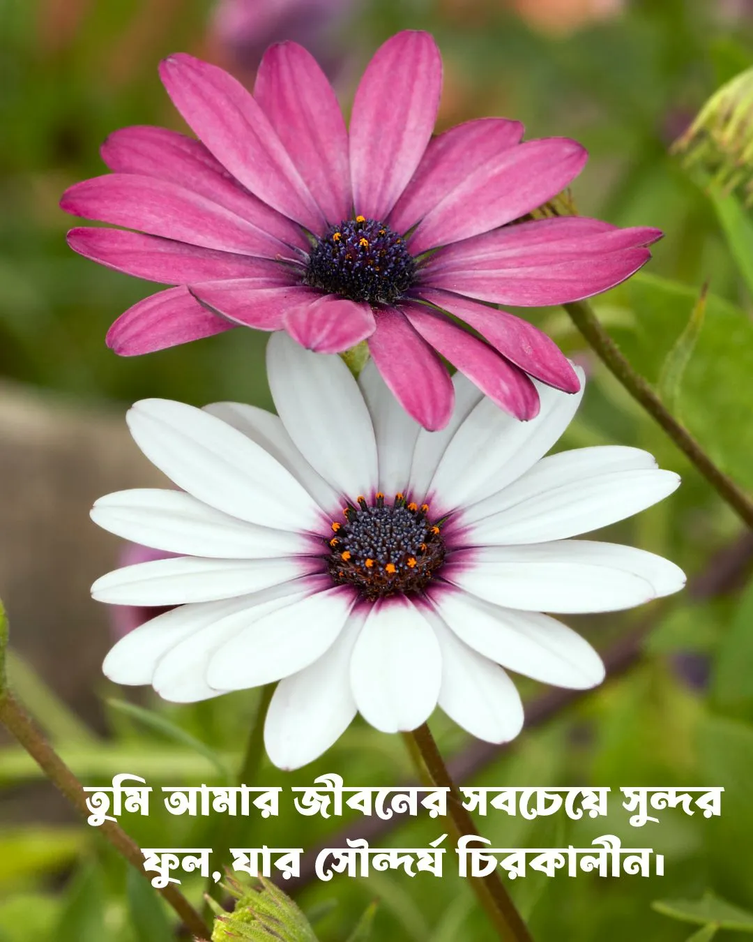 200+ সুন্দর ফুল নিয়ে ক্যাপশন Flower Caption Bangla- 2024 31 ফুল নিয়ে রোমান্টিক ক্যাপশন