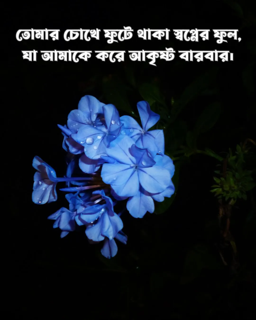 ফুল নিয়ে রোমান্টিক ক্যাপশন ও ছবি ৩