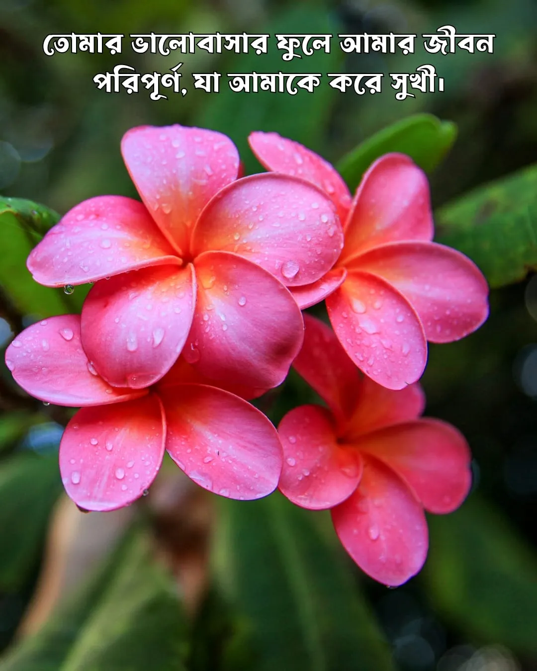 200+ সুন্দর ফুল নিয়ে ক্যাপশন Flower Caption Bangla- 2024 35 ফুল নিয়ে রোমান্টিক ক্যাপশন ও ছবি ৪