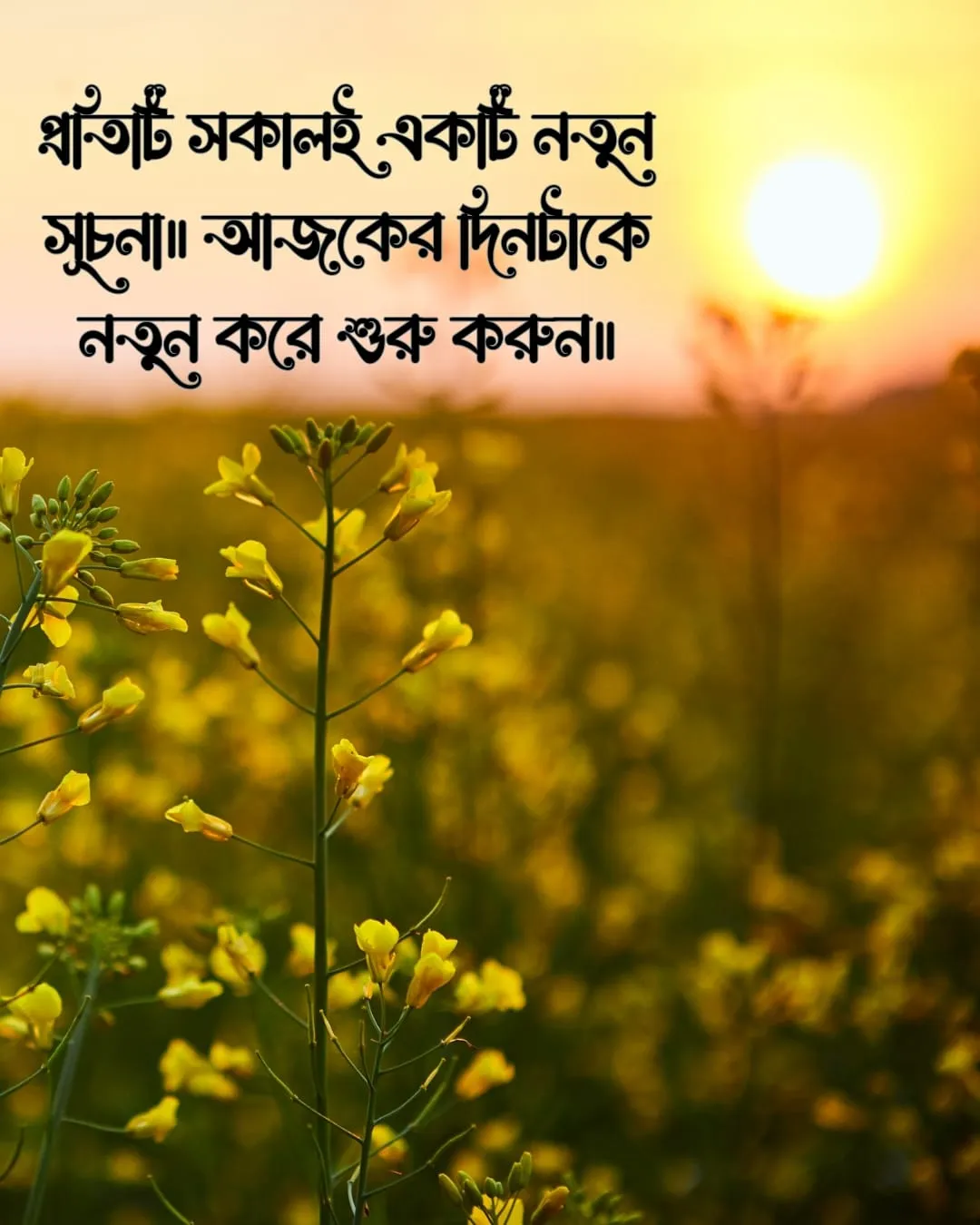 শুভ সকাল স্ট্যাটাস ও ছবি