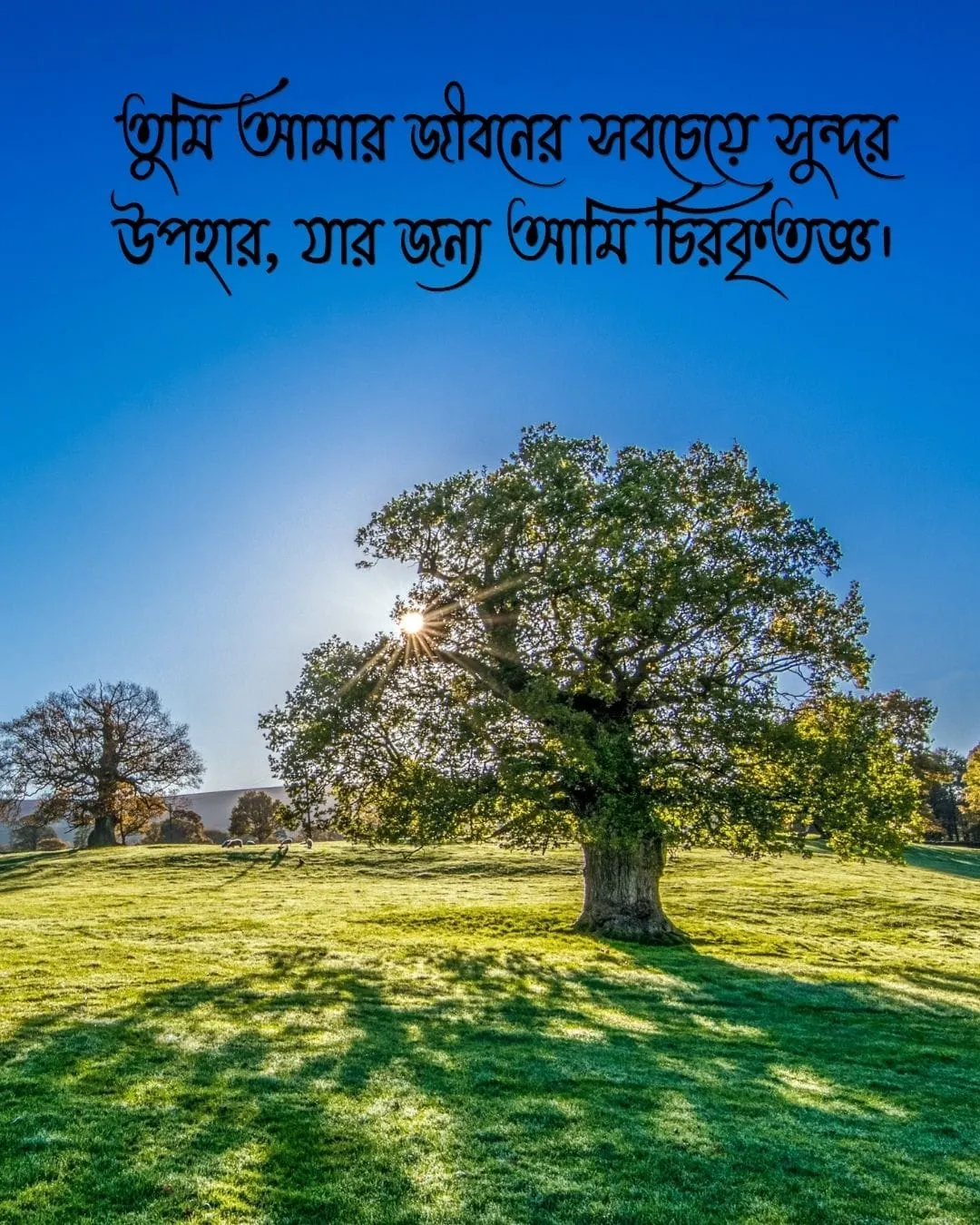 শুভ সকাল রোমান্টিক মেসেজ ও ছবি ৪