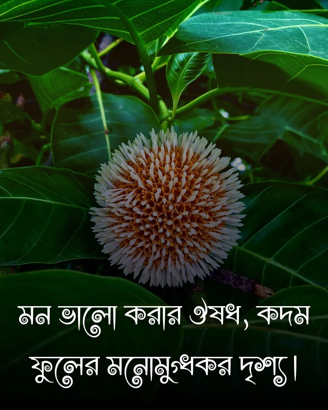 কদম ফুল নিয়ে ক্যাপশন ও ছবি ২