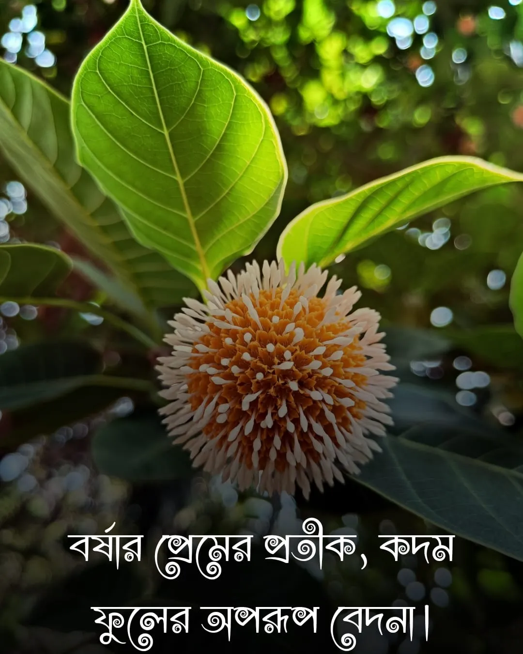 কদম ফুল নিয়ে ক্যাপশন ও ছবি