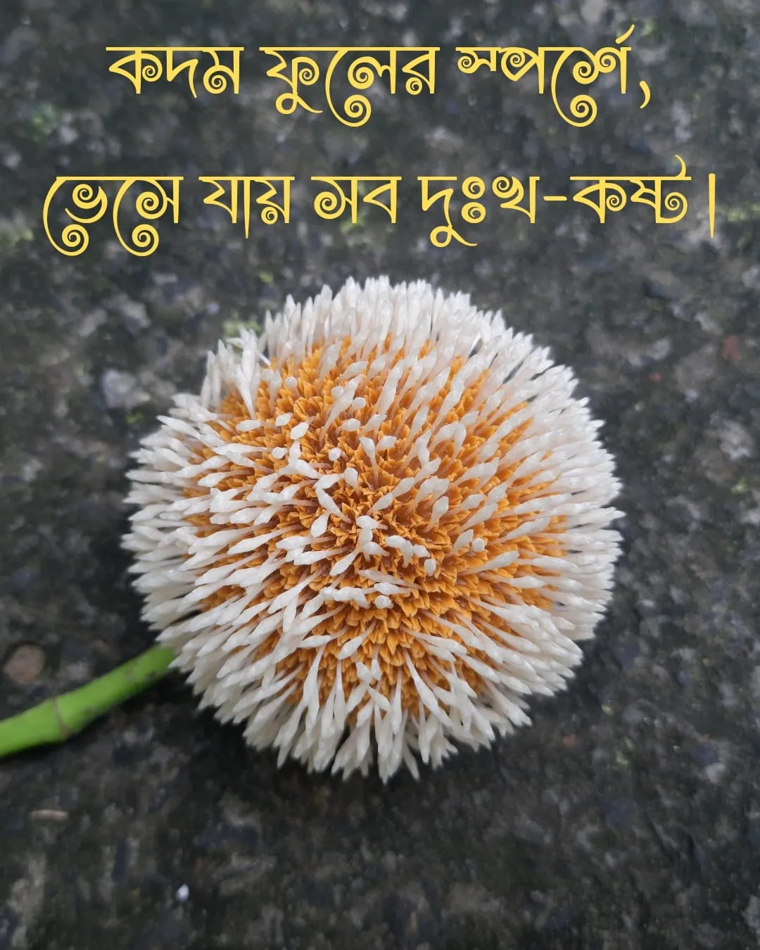 কদম ফুল নিয়ে ক্যাপশন ও ছবি ১
