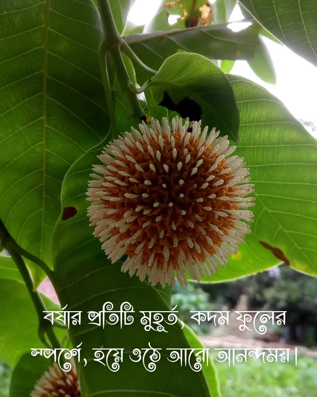 কদম ফুল নিয়ে ক্যাপশন ও ছবি ৭