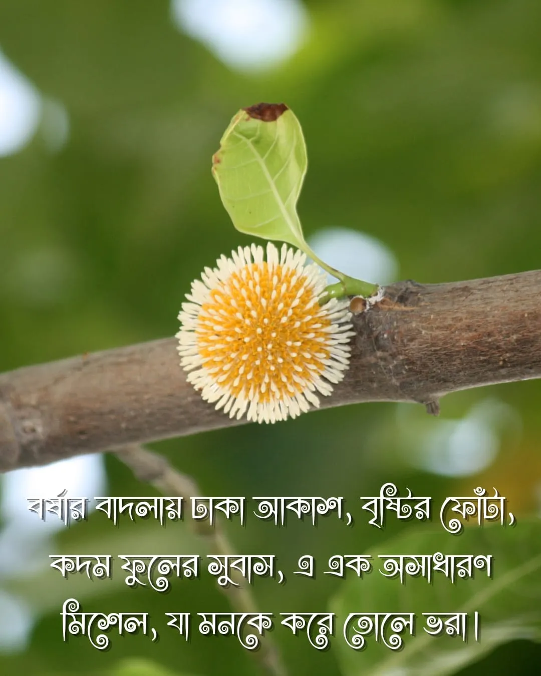 কদম ফুল নিয়ে ক্যাপশন ও ছবি ৬
