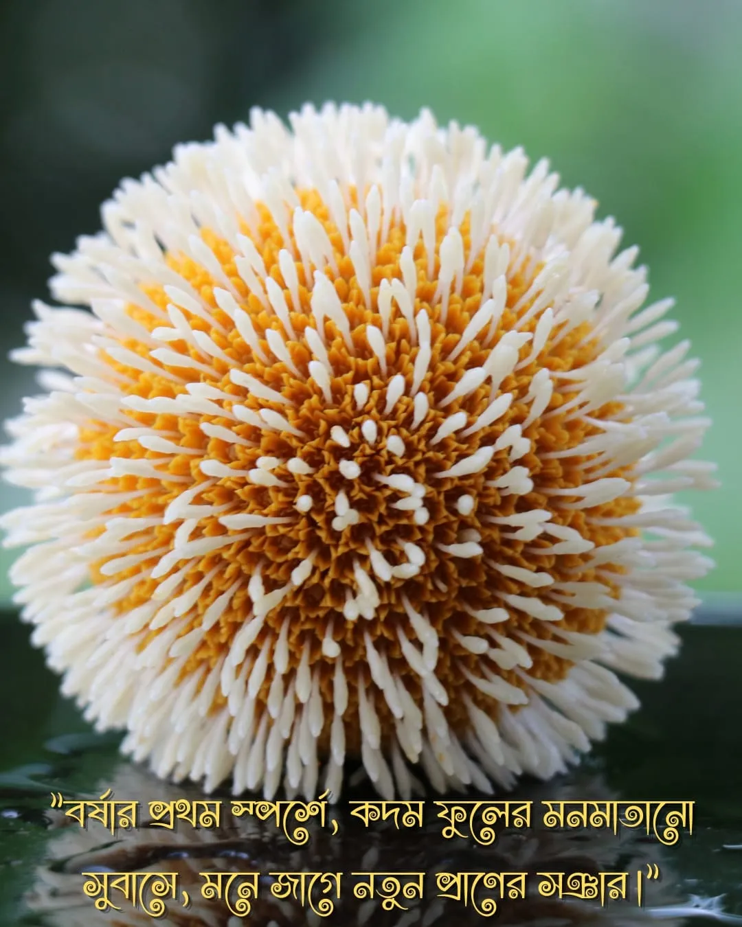 কদম ফুল নিয়ে ক্যাপশন ও ছবি ৯