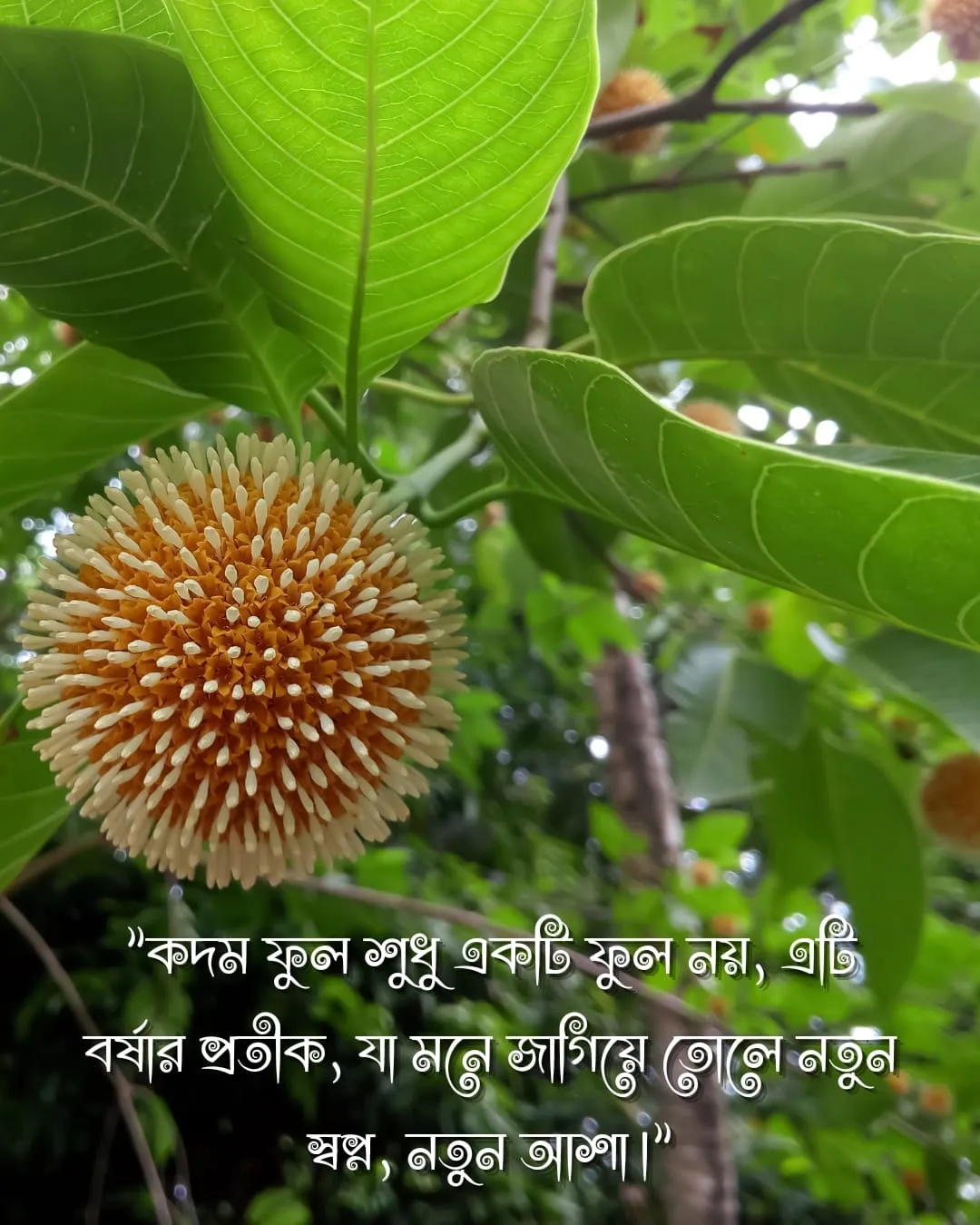 কদম ফুল নিয়ে ক্যাপশন ও ছবি ১০