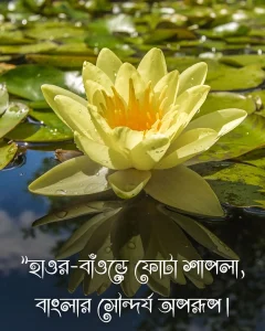 শাপলা ফুলের ছবি সাথে ক্যাপশন pic6