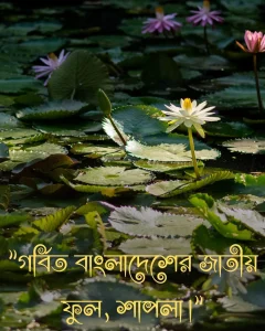 শাপলা ফুলের ছবি সাথে ক্যাপশন pic5