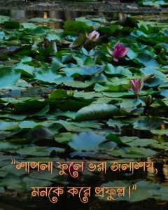 শাপলা ফুলের ছবি সাথে ক্যাপশন pic4
