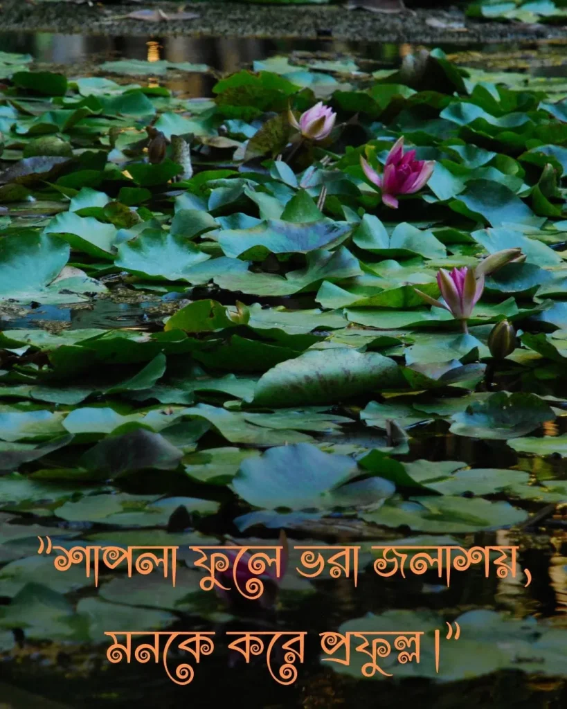 শাপলা ফুলের ছবি সাথে ক্যাপশন pic4