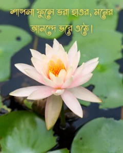 শাপলা ফুল নিয়ে ক্যাপশন ও ছবি 9