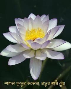 শাপলা ফুল নিয়ে ক্যাপশন ও ছবি 7