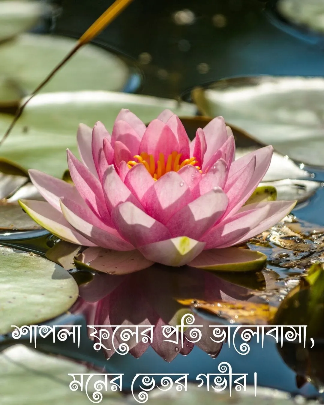 শাপলা ফুল নিয়ে ক্যাপশন ও ছবি 6