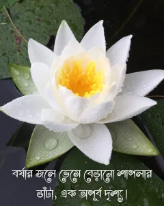 শাপলা ফুল নিয়ে ক্যাপশন ও ছবি 4