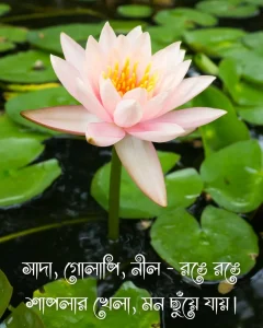 শাপলা ফুল নিয়ে ক্যাপশন ও ছবি 5