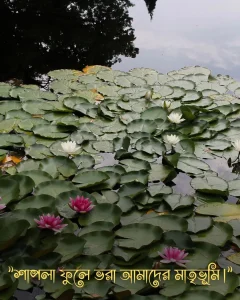 শাপলা ফুলের ছবি সাথে ক্যাপশন pic3