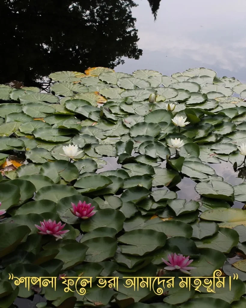শাপলা ফুলের ছবি সাথে ক্যাপশন pic3