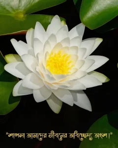 সাদা শাপলা ফুলের ছবি ছবি সাথে ক্যাপশন pic2